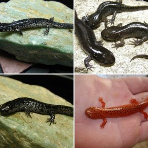 various newts and salamanders