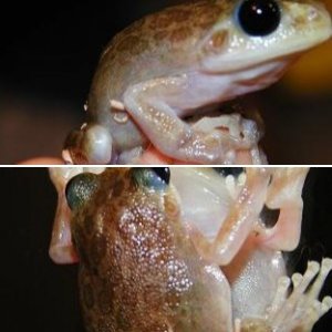 Leucistic Barking Treefrog