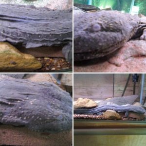 Hellbender