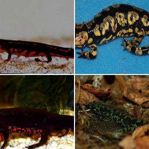 Some salamanders from my home collection