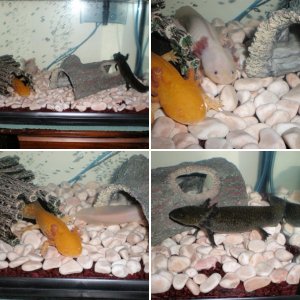 My Axolotals