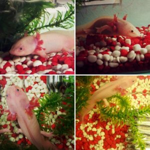 my first axolotl