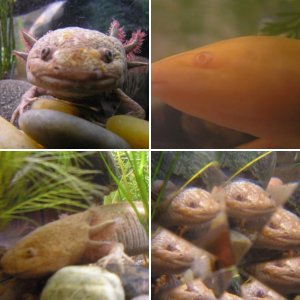 My axolotls!