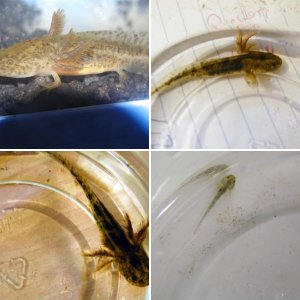 Florida Eastern Tiger Salamander larvae