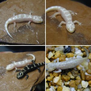 Salamander morphs