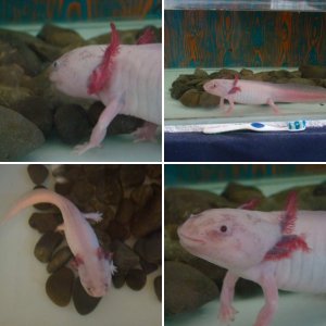 My Axolotl