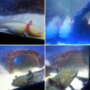 Some more of my Starcraft Axies!