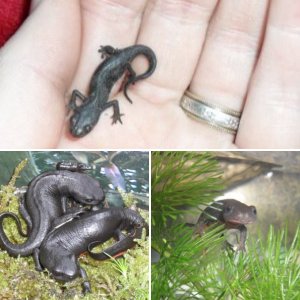 Chinese Fire Bellied Newts & Italian Alpine Newts.