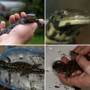 Tiger Salamander