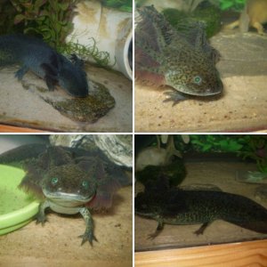 Cuaxolotl, Anubis, and Atlaua