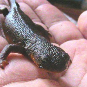 Yoda- California Newt (Taricha torosa)