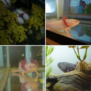 My Axies