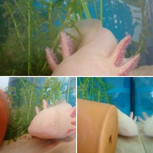 Axolotls