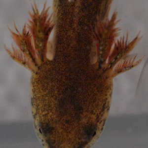 Spotted Salamanders