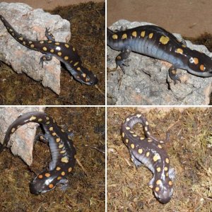 Ambystoma Maculatum