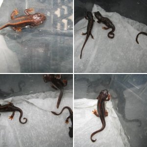 Newt Juveniles