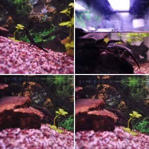 My Chinese Fire Bellied Newts