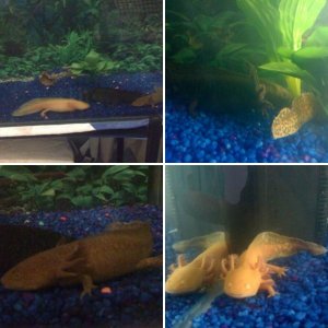 axolotls