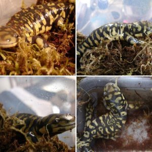 Herp the tiger salamander