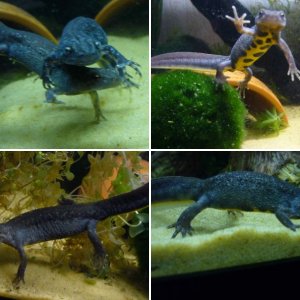 triturus carnifex