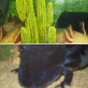 Golden Axolotls