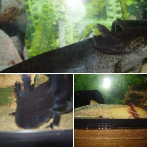 Golden Male Axolotl