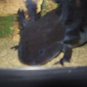 Black Axolotl