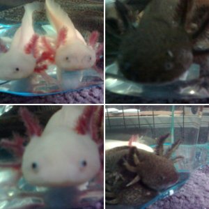 My Axolotls during a tank clean :)