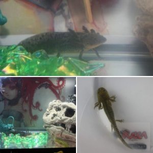 My axolotls!