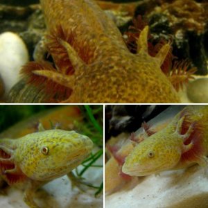 Axolotls For Sale