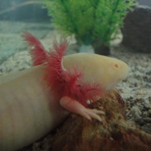 My Axolotls