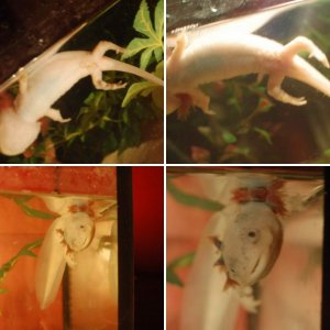 Axolotls