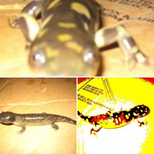 Tiger salamander