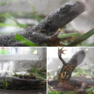 Lucy The Great Crested Newt