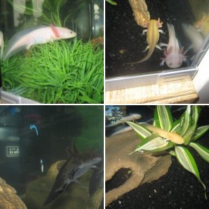 My New Axolotls