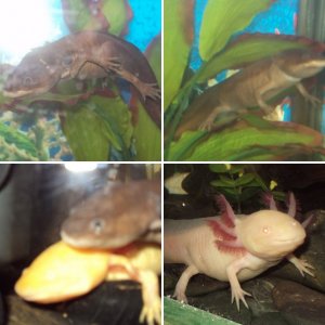 My Axies