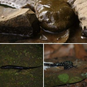 Salamandering in August (West Central PA)