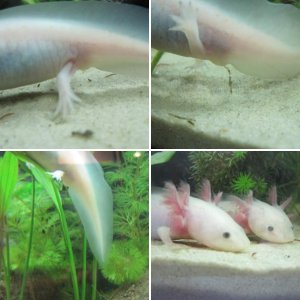 Axies