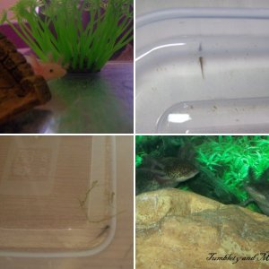 My Axolotls! =]