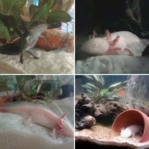 Adeline the Axolotl