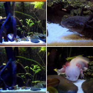 Axolotls