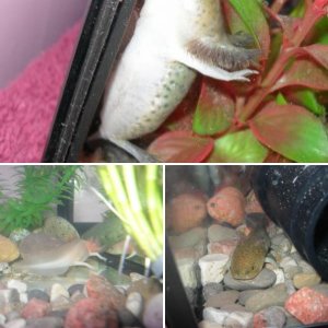 Axolotls