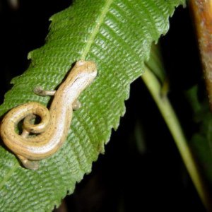 bolitoglossa lozanoi