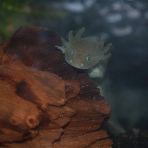 GFP Axolotls