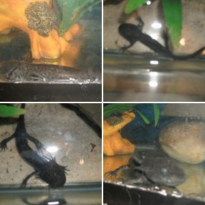 Axolotl's for sale 2010