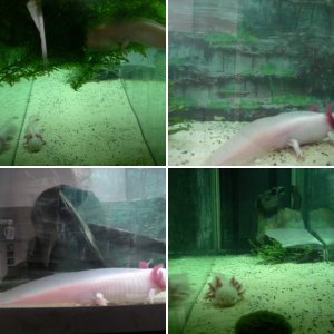 My Axolotls