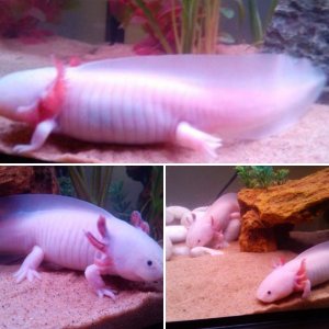 Leucistic Axolotls