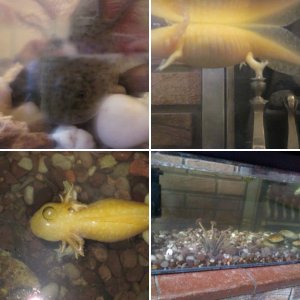 Axolotls