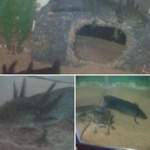 My Axolotls