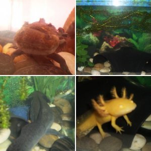 My axolotls!